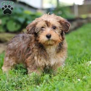 Alex, Morkie / Yorktese Puppy